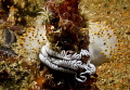   Caught act Nudibranch laying eggs. eggs  